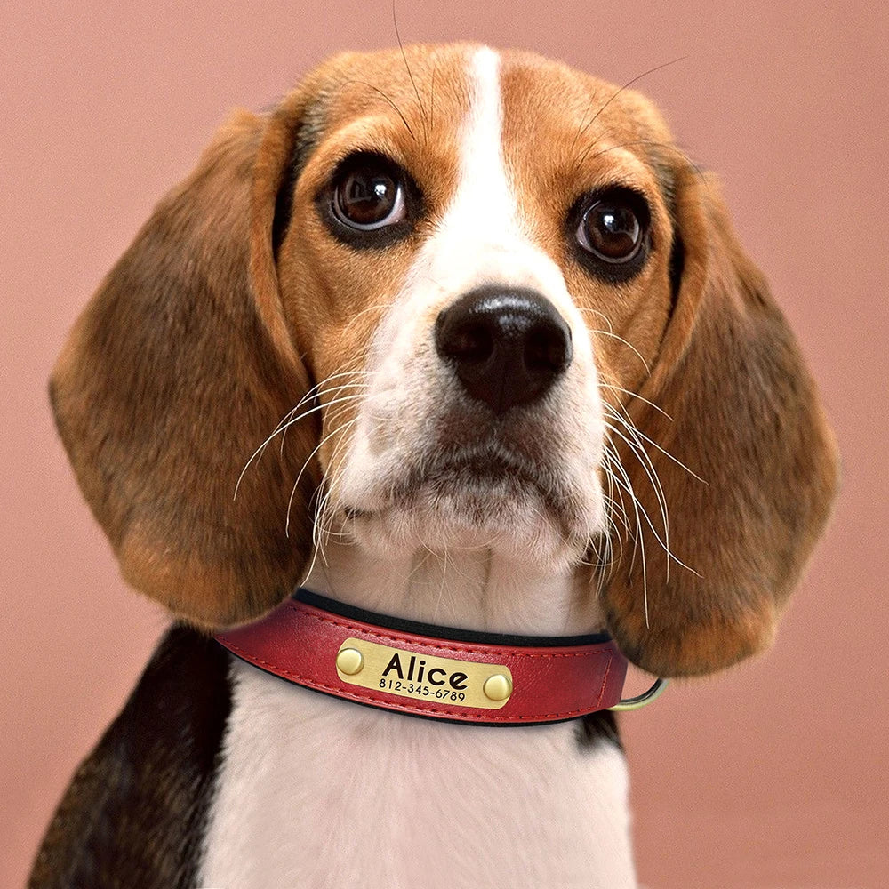 Collar acolchado de PU para perros con placa personalizable