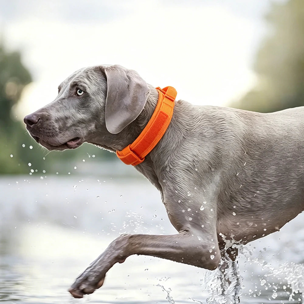 Collar ajustable para perros con asa y estilo táctico