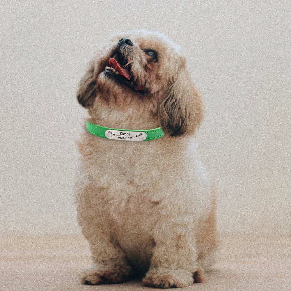 Collar para perros con placa grabable y cinco posiciones