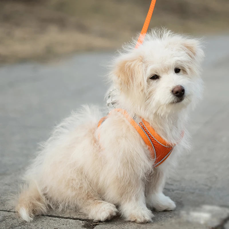 Pretal chaleco reflectivo con correa para perros pequeños