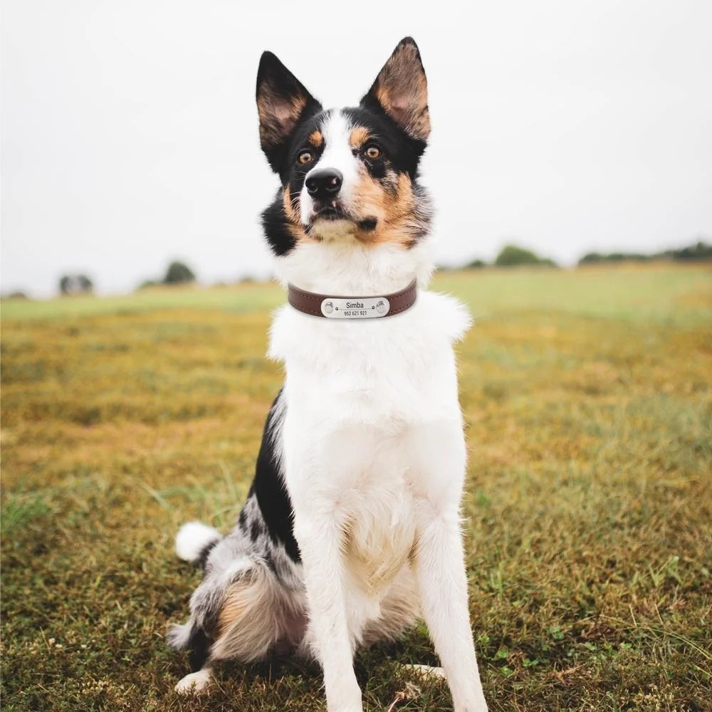 Collar para perros con placa grabable y cinco posiciones