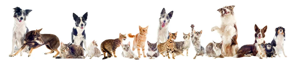 Bandana de gala para mascotas con moño ajustable