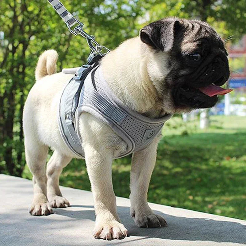 Pretal ajustable de malla para perros con correa de 115 cm