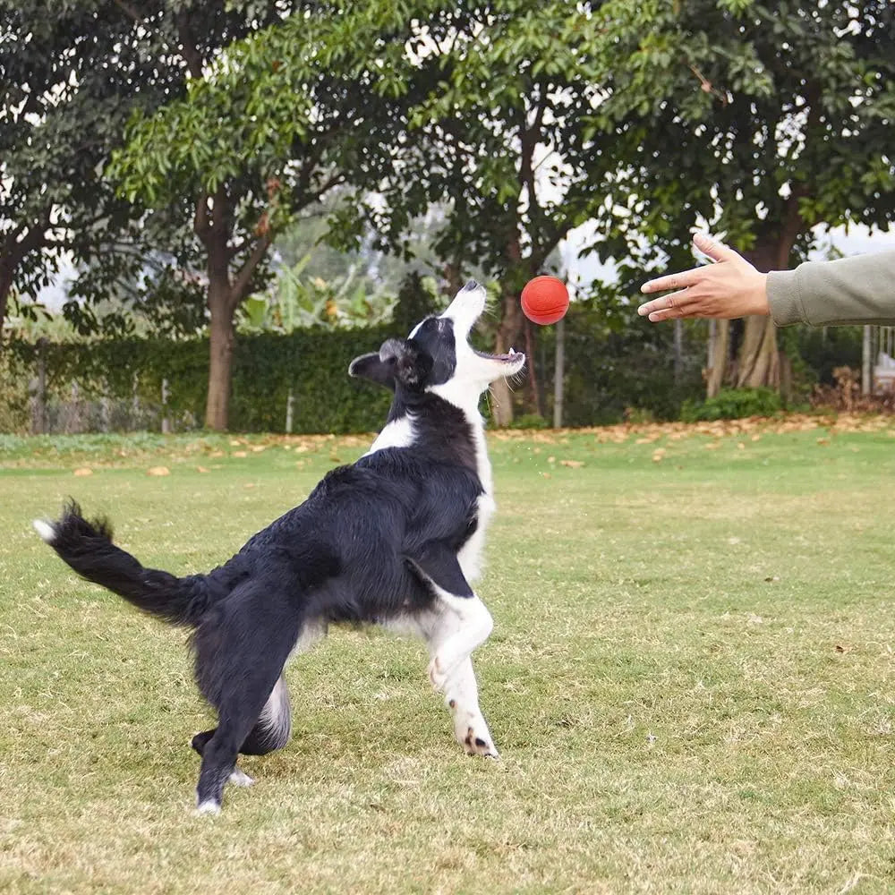 Pelota maciza de goma para juegos con perros